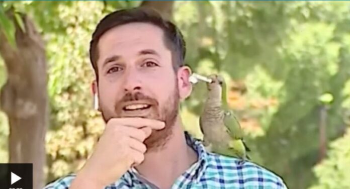 Parrot steals reporter’s earphone live on air [Video] - Newsday Ghana
